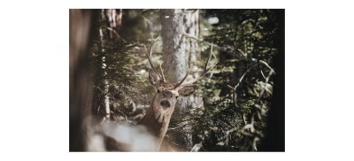 Fotopułapka - leśna, myśliwska lub na działkę. Rodzaje i zastosowania fotopułapki.